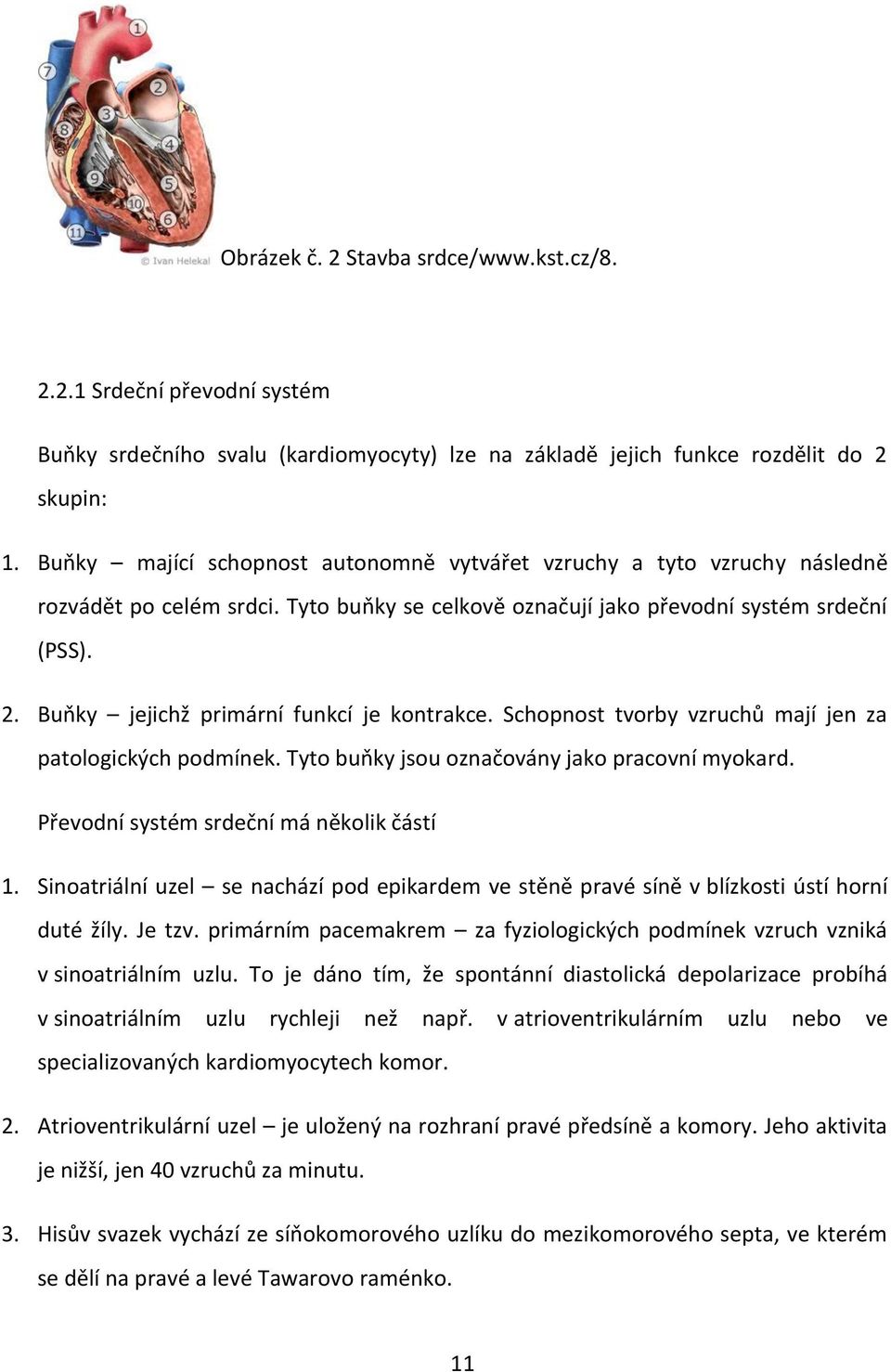 Buňky jejichž primární funkcí je kontrakce. Schopnost tvorby vzruchů mají jen za patologických podmínek. Tyto buňky jsou označovány jako pracovní myokard. Převodní systém srdeční má několik částí 1.