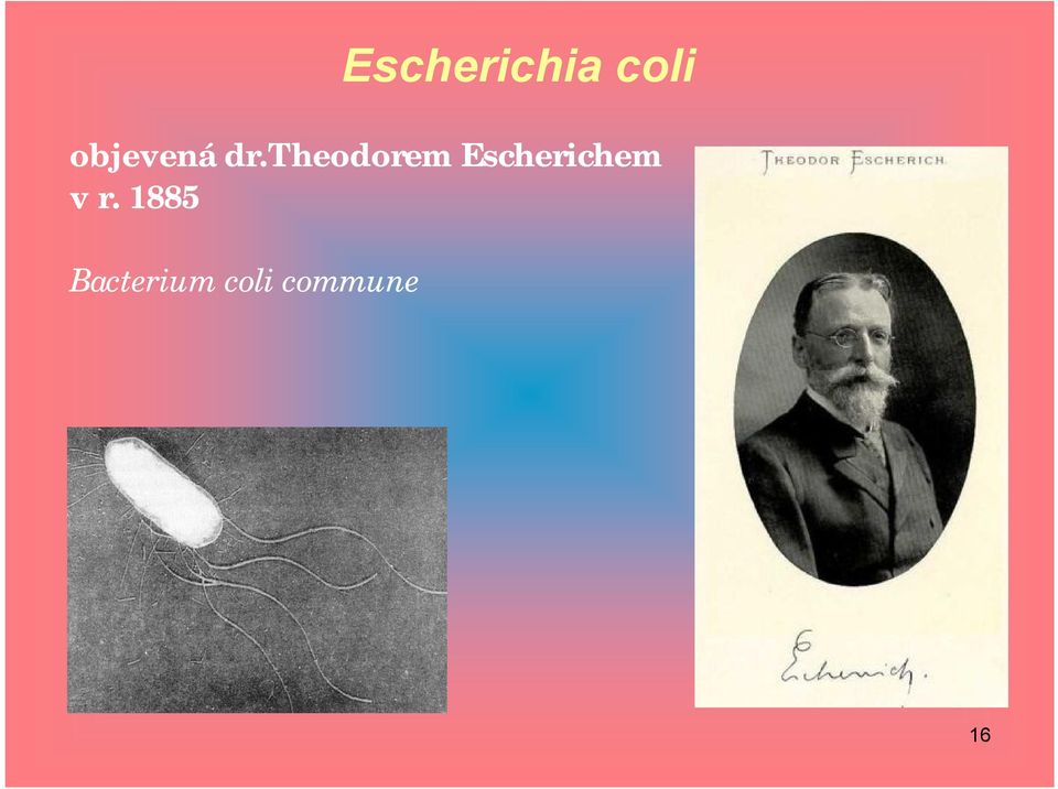 theodorem Escherichem