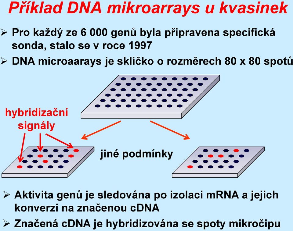 x 80 spotů hybridizační signály jiné podmínky Aktivita genů je sledována po