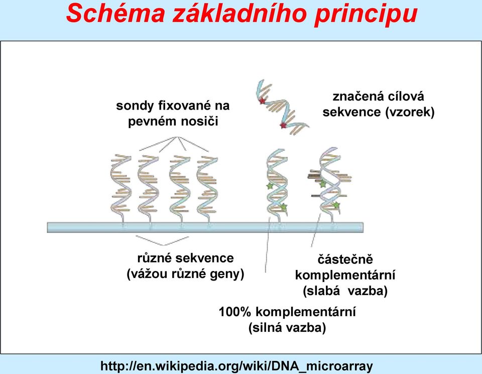 geny) částečně komplementární (slabá vazba) 100%