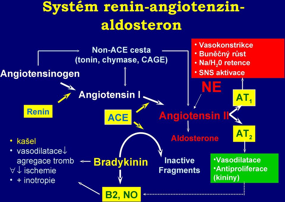 Angiotensin I Renin kašel vasodilatace agregace tromb ischemie + inotropie ACE