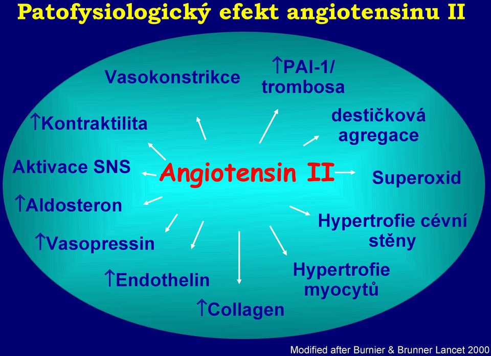 II Aldosteron Superoxid Hypertrofie cévní stěny Vasopressin