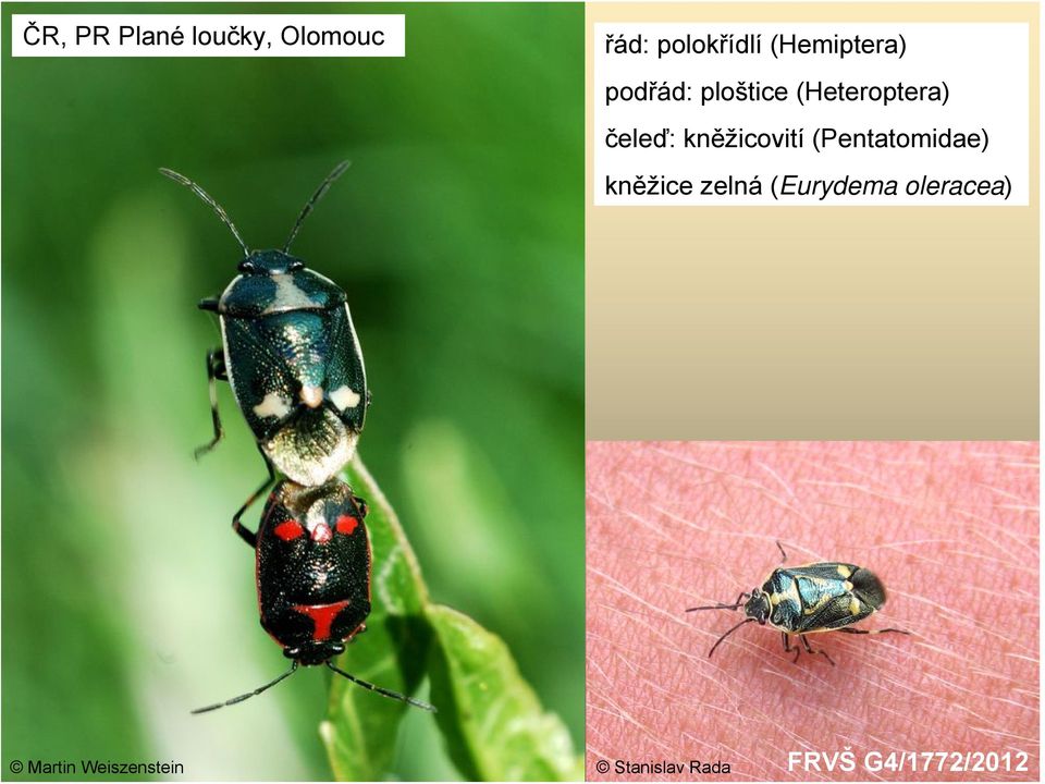 kněžicovití (Pentatomidae) kněžice zelná (Eurydema