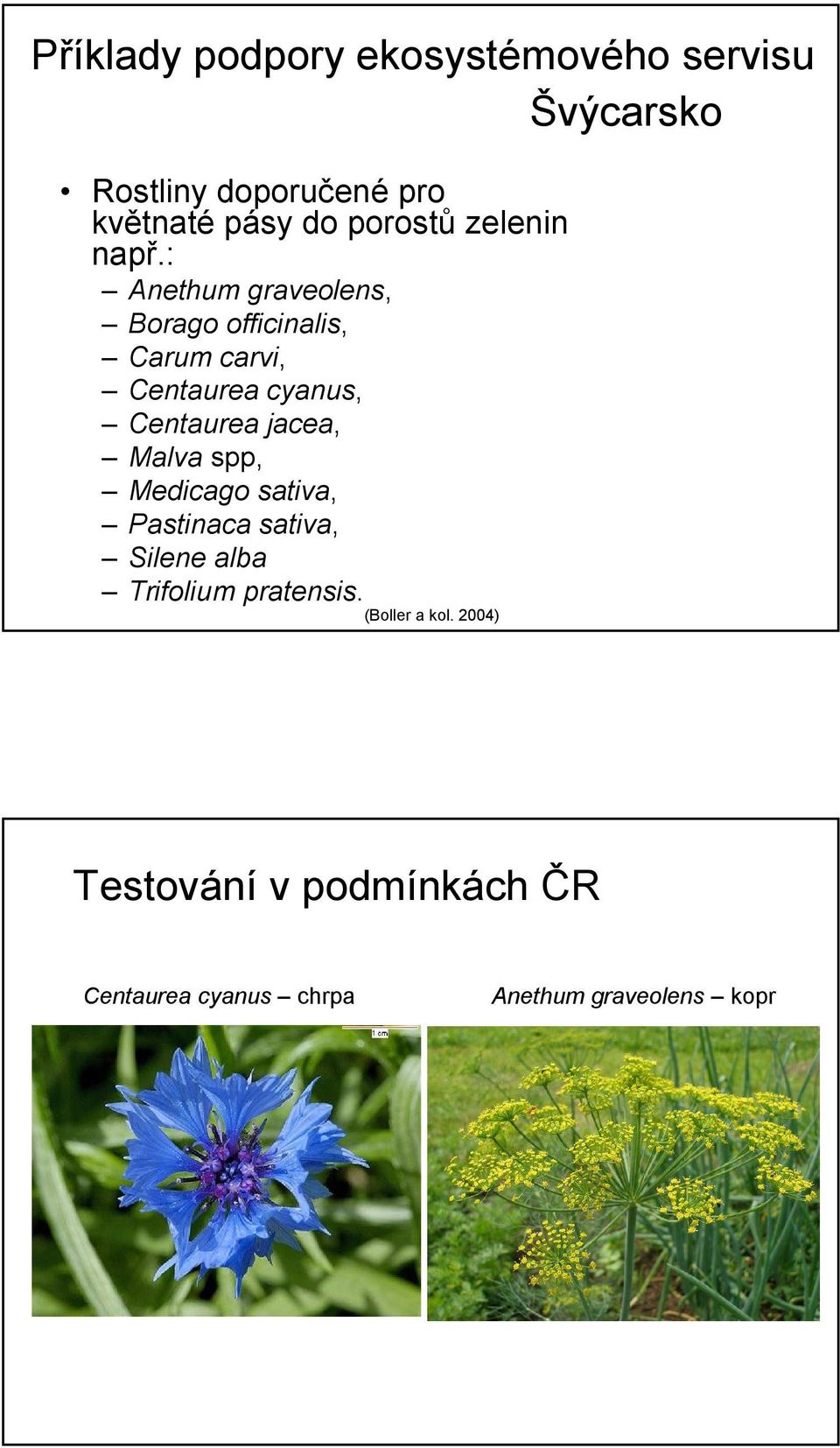 : Anethum graveolens, Borago officinalis, Carum carvi, Centaurea cyanus, Centaurea jacea,