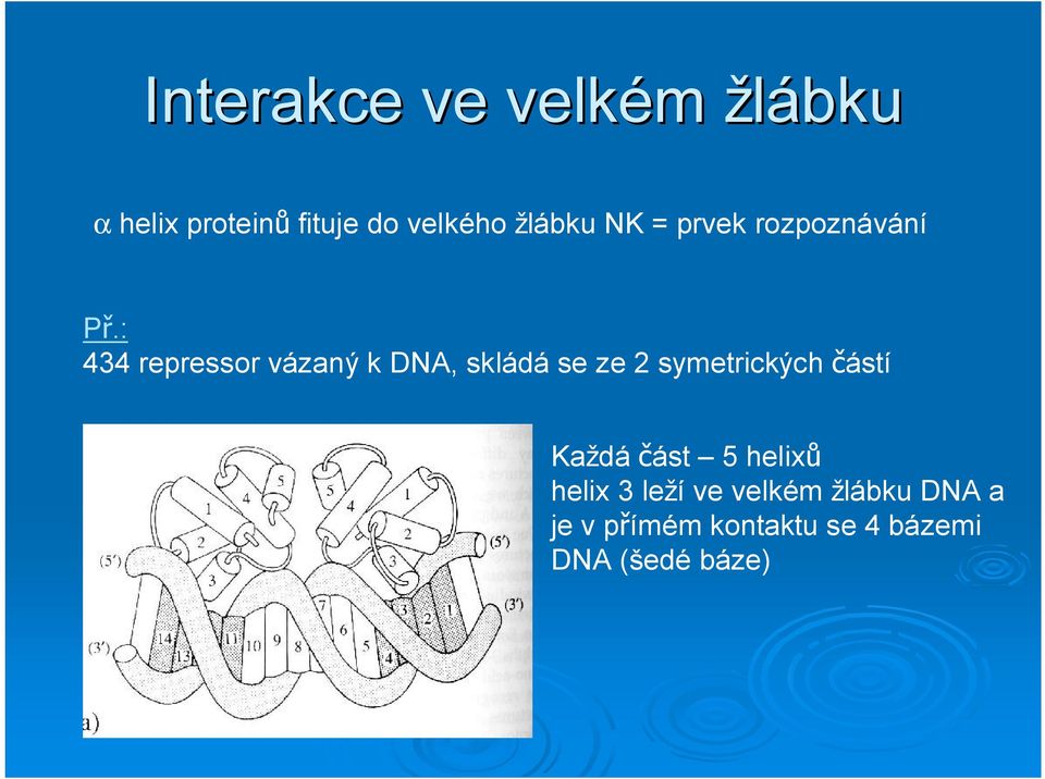 : 434 repressor vázaný k DNA, skládá se ze 2 symetrických ástí