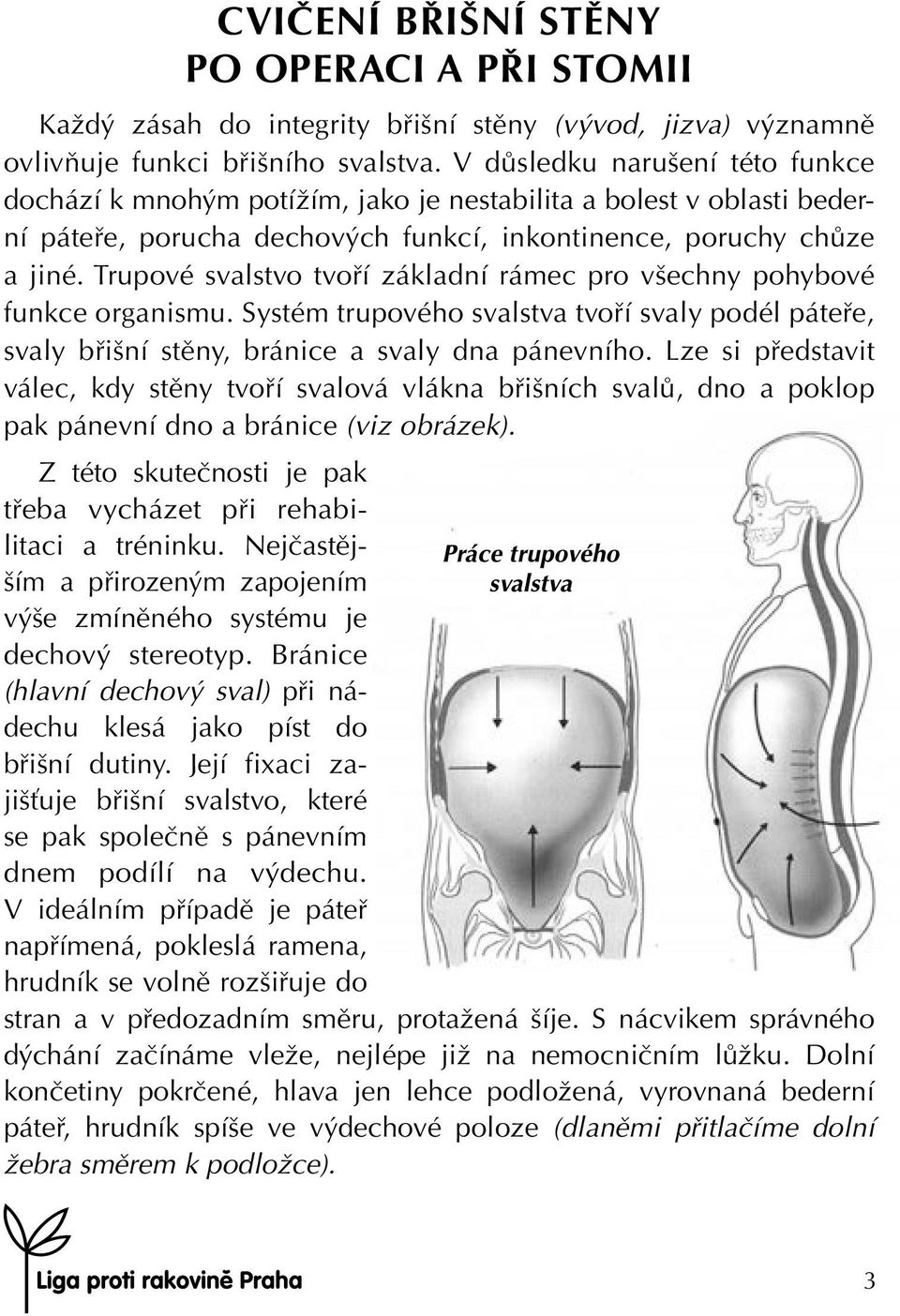 Trupové svalstvo tvoří základní rámec pro všechny pohybové funkce organismu. Systém trupového svalstva tvoří svaly podél páteře, svaly břišní stěny, bránice a svaly dna pánevního.