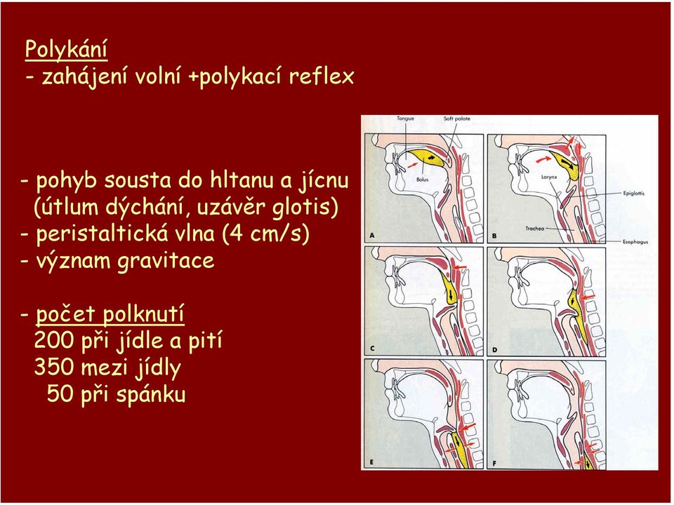 glotis) - peristaltická vlna (4 cm/s) -význam