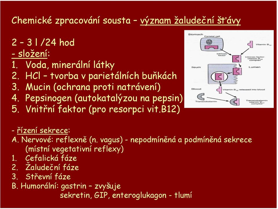 Vnitřní faktor (pro resorpci vit.b12) - řízení sekrece: A. Nervové: reflexně (n.