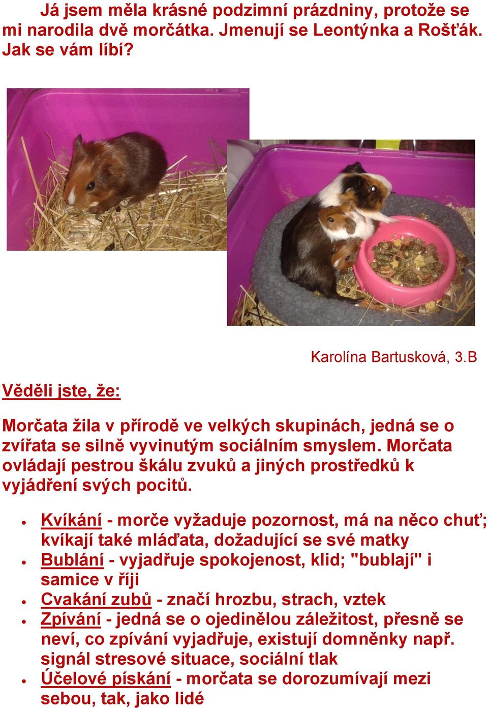 Kvíkání - morče vyžaduje pozornost, má na něco chuť; kvíkají také mláďata, dožadující se své matky Bublání - vyjadřuje spokojenost, klid; "bublají" i samice v říji Cvakání zubů - značí hrozbu,