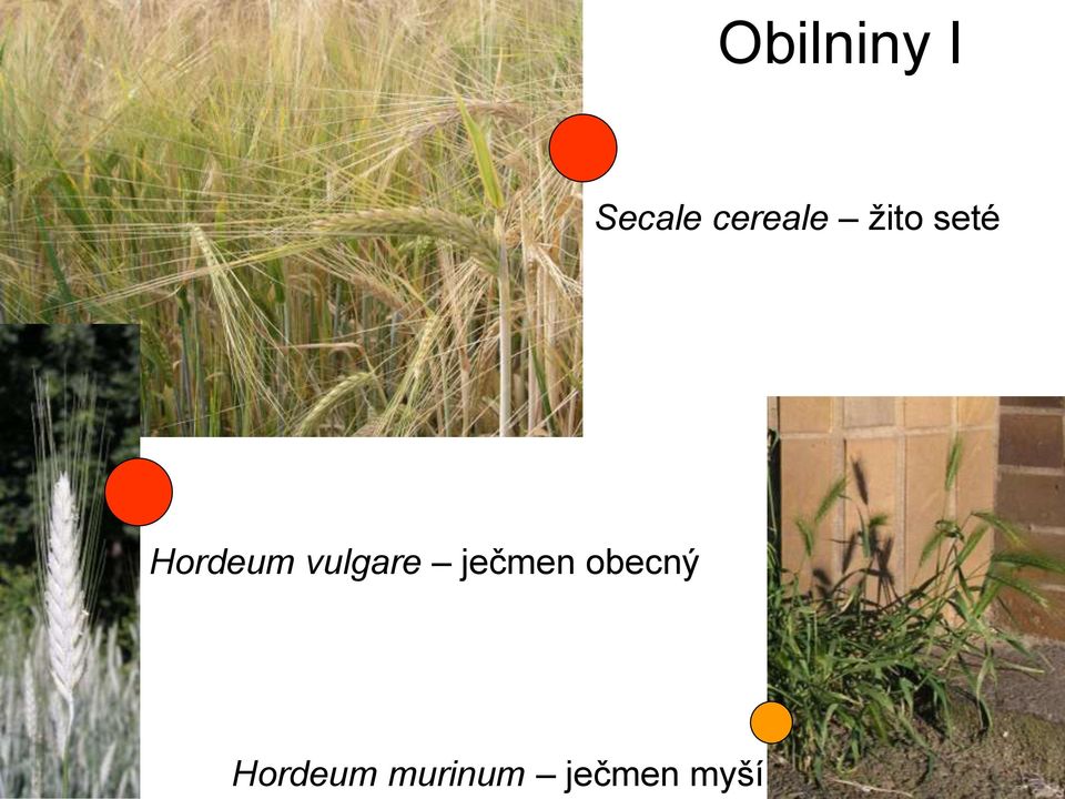 Hordeum vulgare ječmen