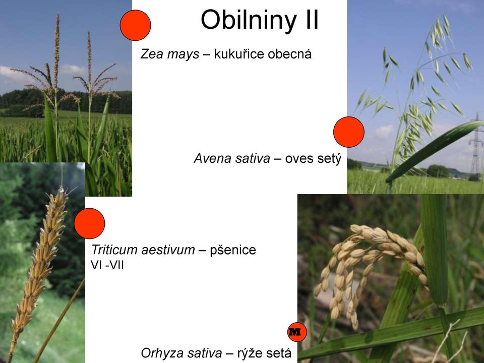 Triticum aestivum pšenice VI