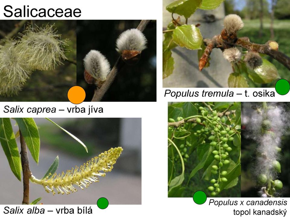 osika Salix alba vrba bílá