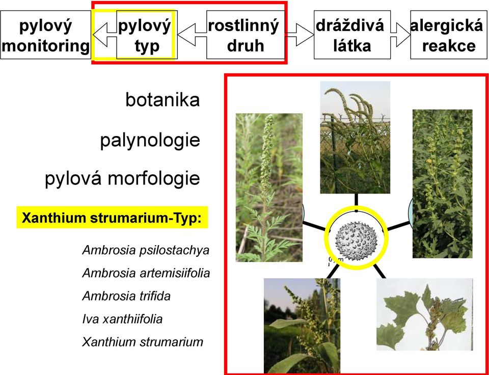 Xanthium strumarium-typ: Ambrosia psilostachya Ambrosia