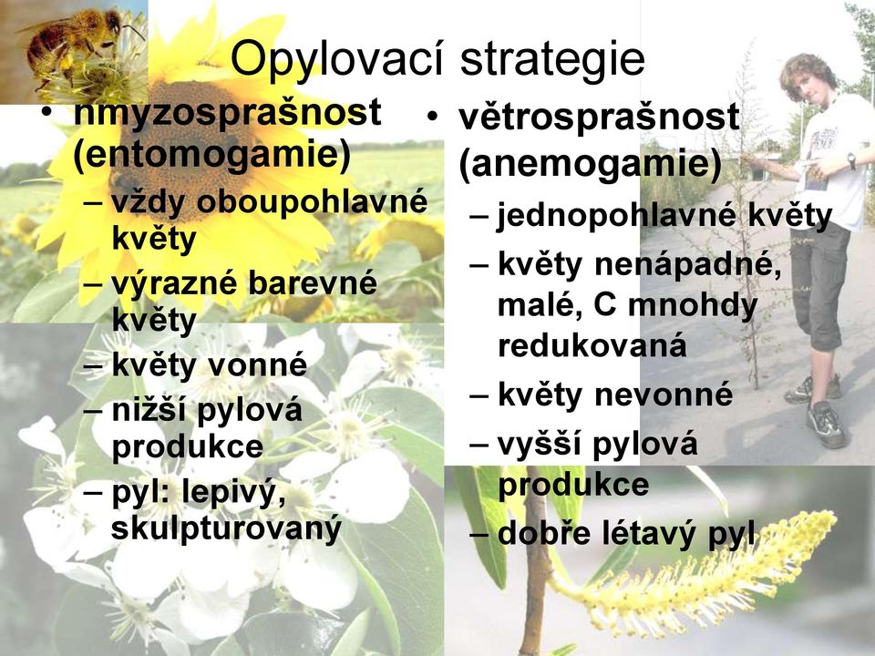 skulpturovaný větrosprašnost (anemogamie) jednopohlavné květy květy