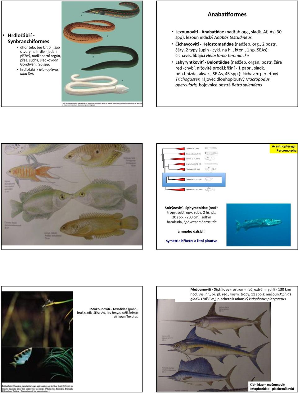 ( čáry,(2(typy(šupin(i(cykl.(na(hl.,(kten.,(1(sp.(seas):( čichavec(líbající(helostoma)temminckii( Labyryntkovi>+1+Belon@idae((nadžeb.(orgán,(postr.(čára( red(ichybí,(níťovitě(prodl.břišní(i(1(papr.