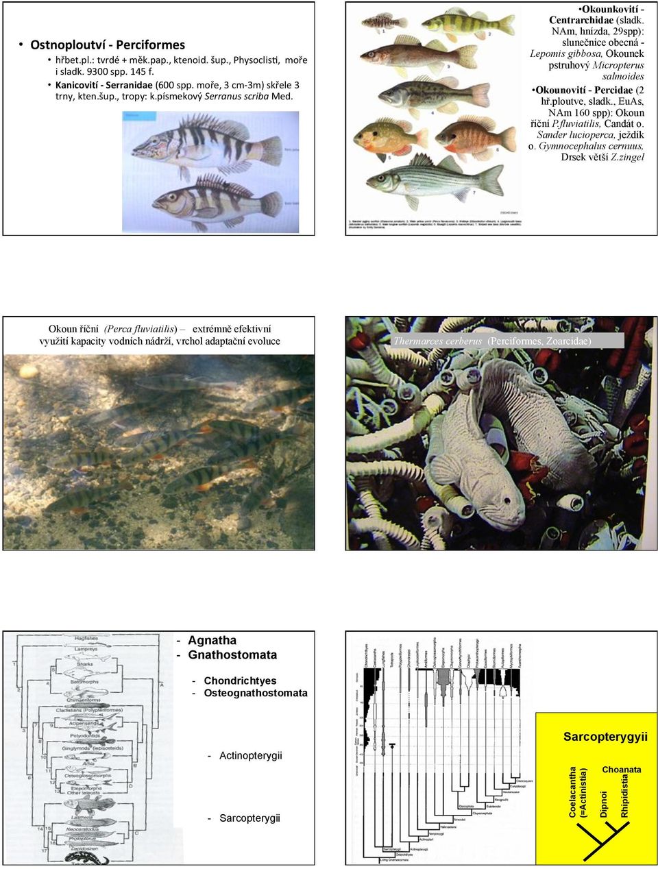 ploutve, sladk., EuAs, NAm 160 spp): Okoun říční P.fluviatilis, Candát o. Sander lucioperca, ježdík o. Gymnocephalus cernuus, Drsek větší Z.