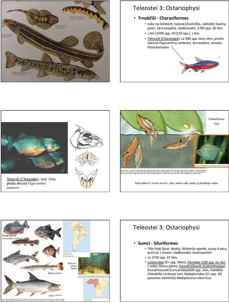 (tetry(JAm,(piraňa( obecná(pygocentrus)nacereri,)serrasalmo,)neonka) Paracheirodon( Characiformes Tetry Tetrovití (Characidae): tetry JAm, piraňa obecná Pygocentrus nattereri Tetra stříkavá Copella