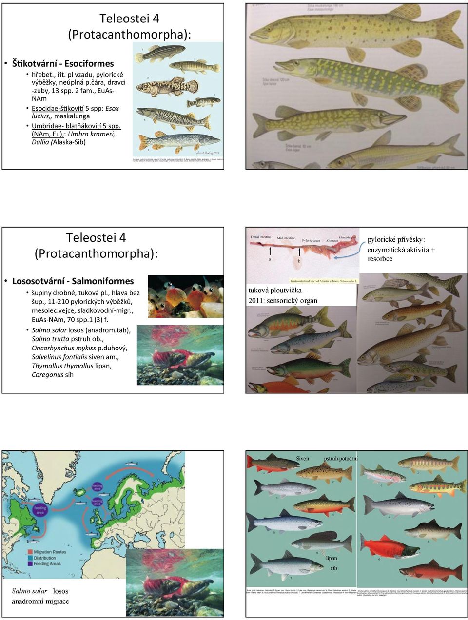 (NAm,(Eu),:(Umbra)krameri,) Dallia)(AlaskaiSib)( Teleostei(4( (Protacanthomorpha):(( Teleostei(4( (Protacanthomorpha):(( pylorické přívěsky: enzymatická aktivita + resorbce