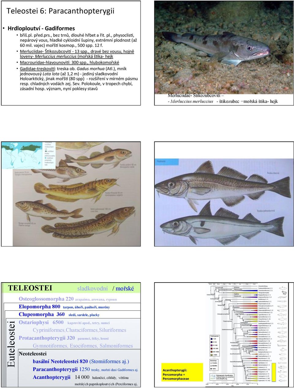 ,(hlubokomořské( GadidaeitreskoviU:(treska(ob.(Gadus)morhua)(Atl.),(mník( jednovousý(lota)lota)(až(1,2(m)(i(jediný(sladkovodní( HoloarkDcký,(jinak(mořšU((80(spp)((i(rozšíření(v(mírném(pásmu( resp.