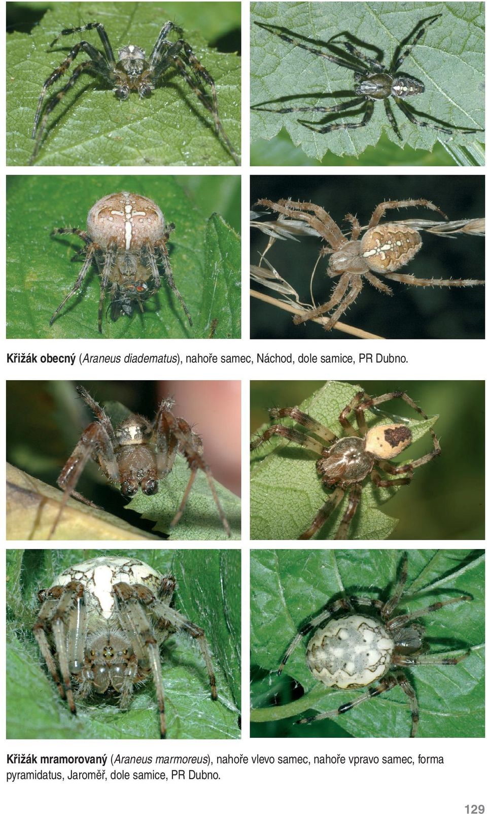 Křižák mramorovaný (Araneus marmoreus), nahoře vlevo