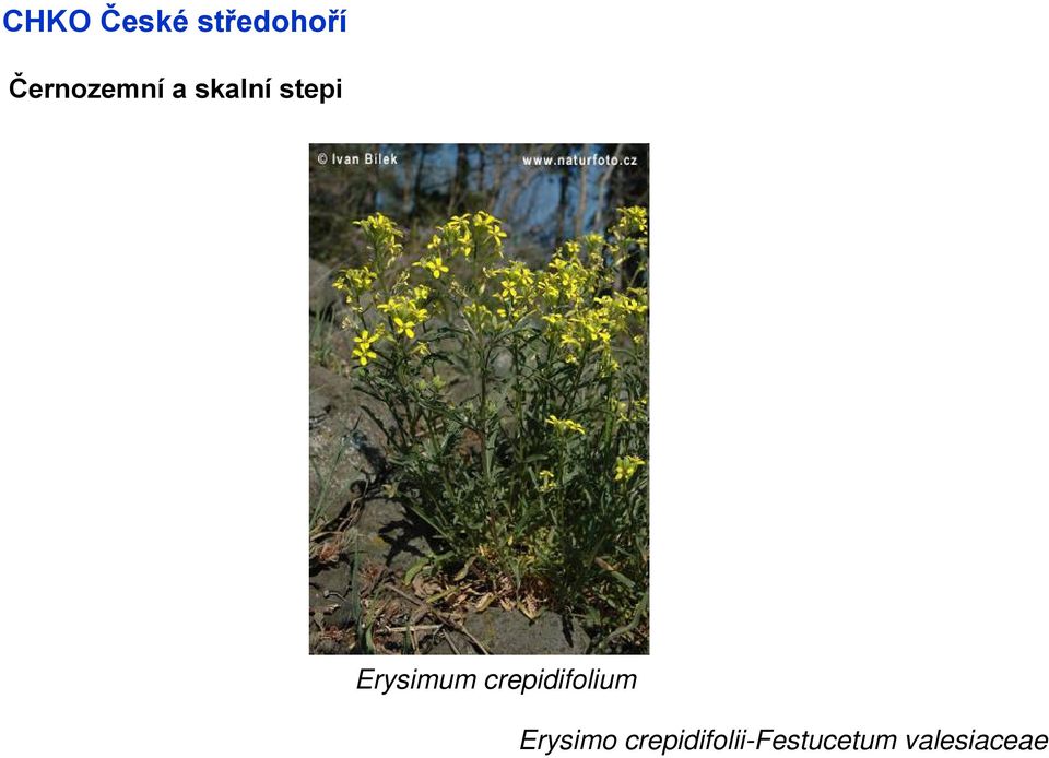 crepidifolium Erysimo