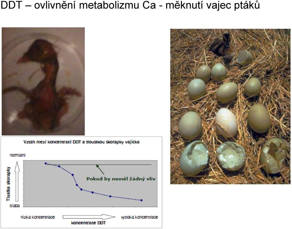 metabolizmu