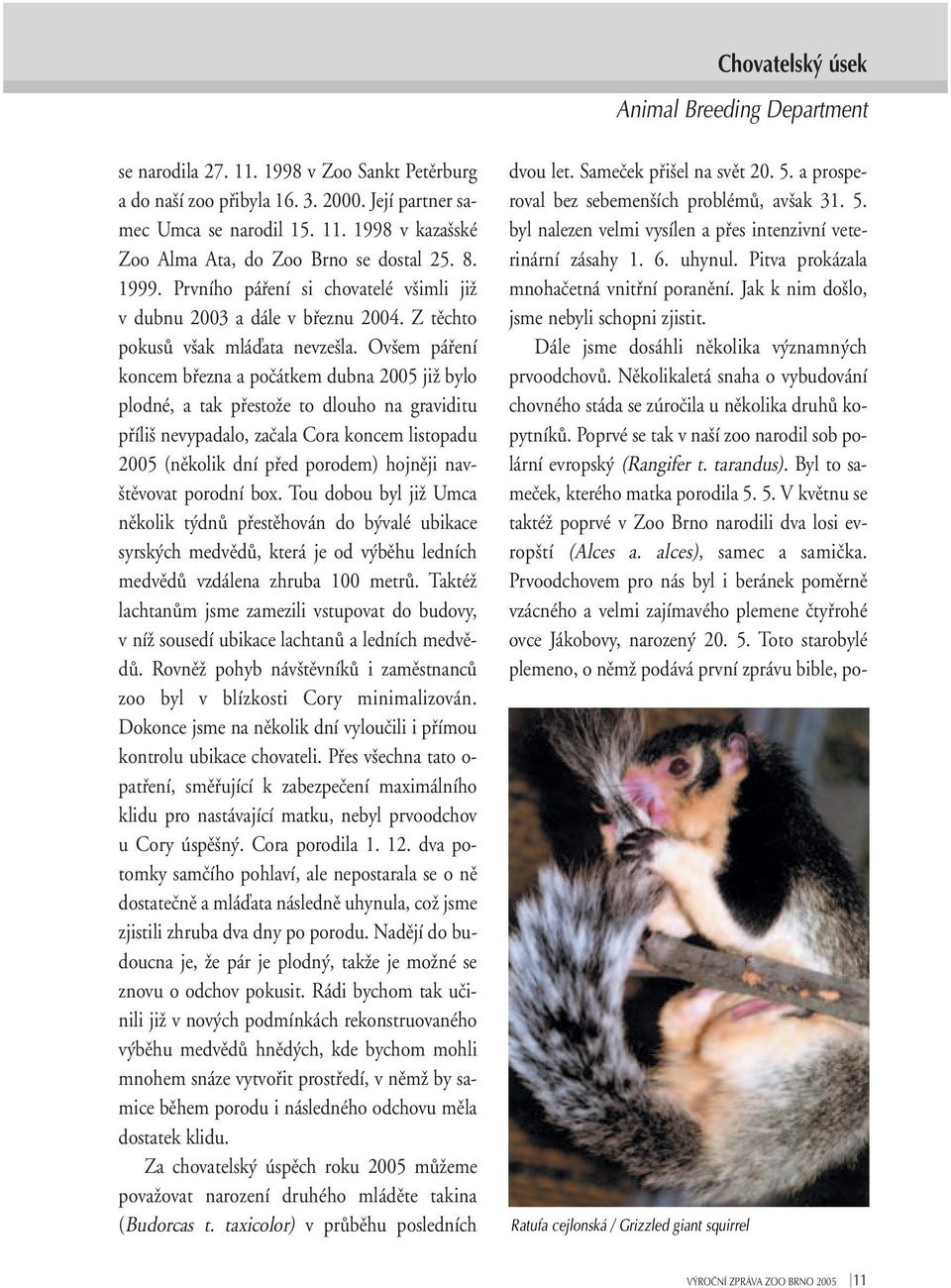 Ov em páfiení koncem bfiezna a poãátkem dubna 2005 jiï bylo plodné, a tak pfiestoïe to dlouho na graviditu pfiíli nevypadalo, zaãala Cora koncem listopadu 2005 (nûkolik dní pfied porodem) hojnûji