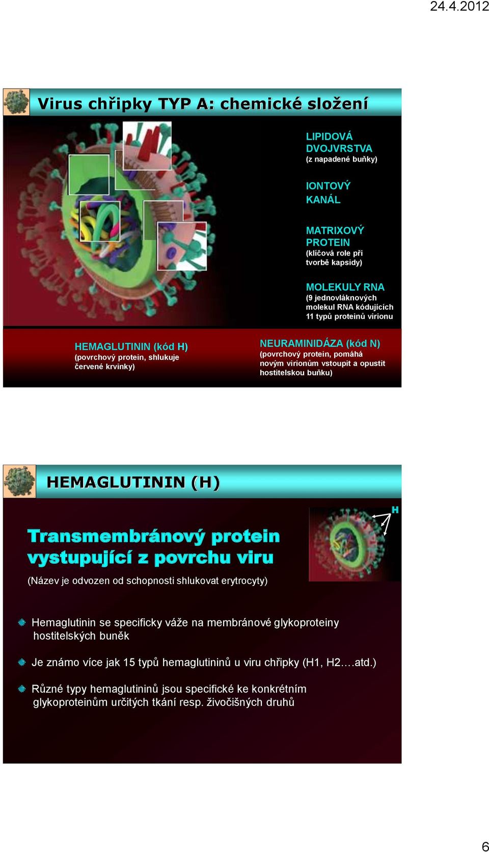 hostitelskou buňku) HEMAGLUTININ (H) H Transmembránový protein vystupující z povrchu viru (Název je odvozen od schopnosti shlukovat erytrocyty) Hemaglutinin se specificky váže na membránové