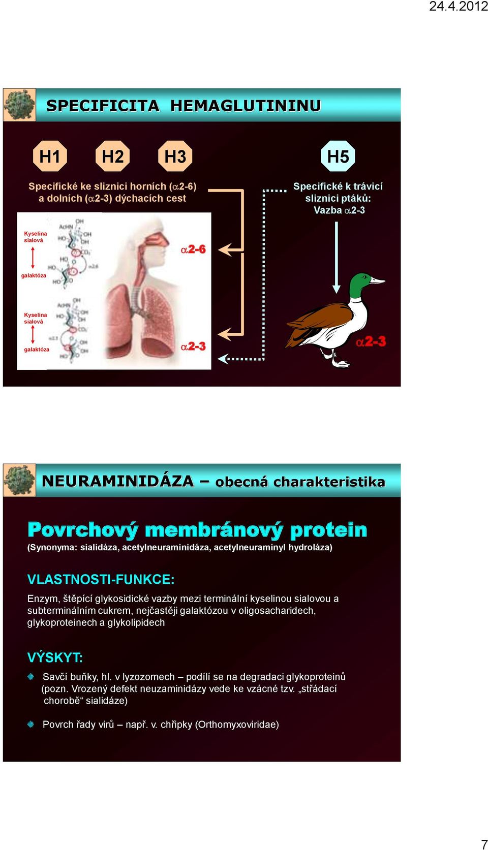 VLASTNOSTI-FUNKCE: Enzym, štěpící glykosidické vazby mezi terminální kyselinou sialovou a subterminálním cukrem, nejčastěji galaktózou v oligosacharidech, glykoproteinech a glykolipidech