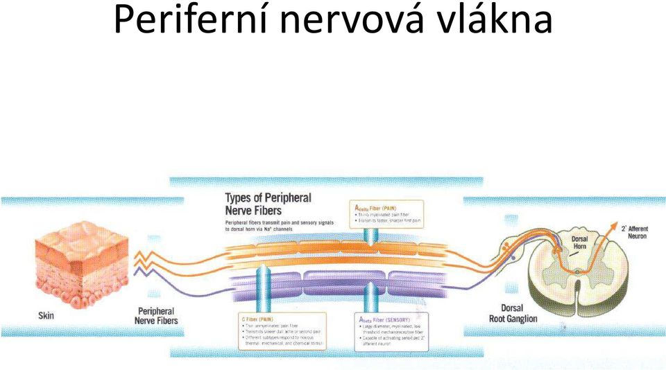 vlákna