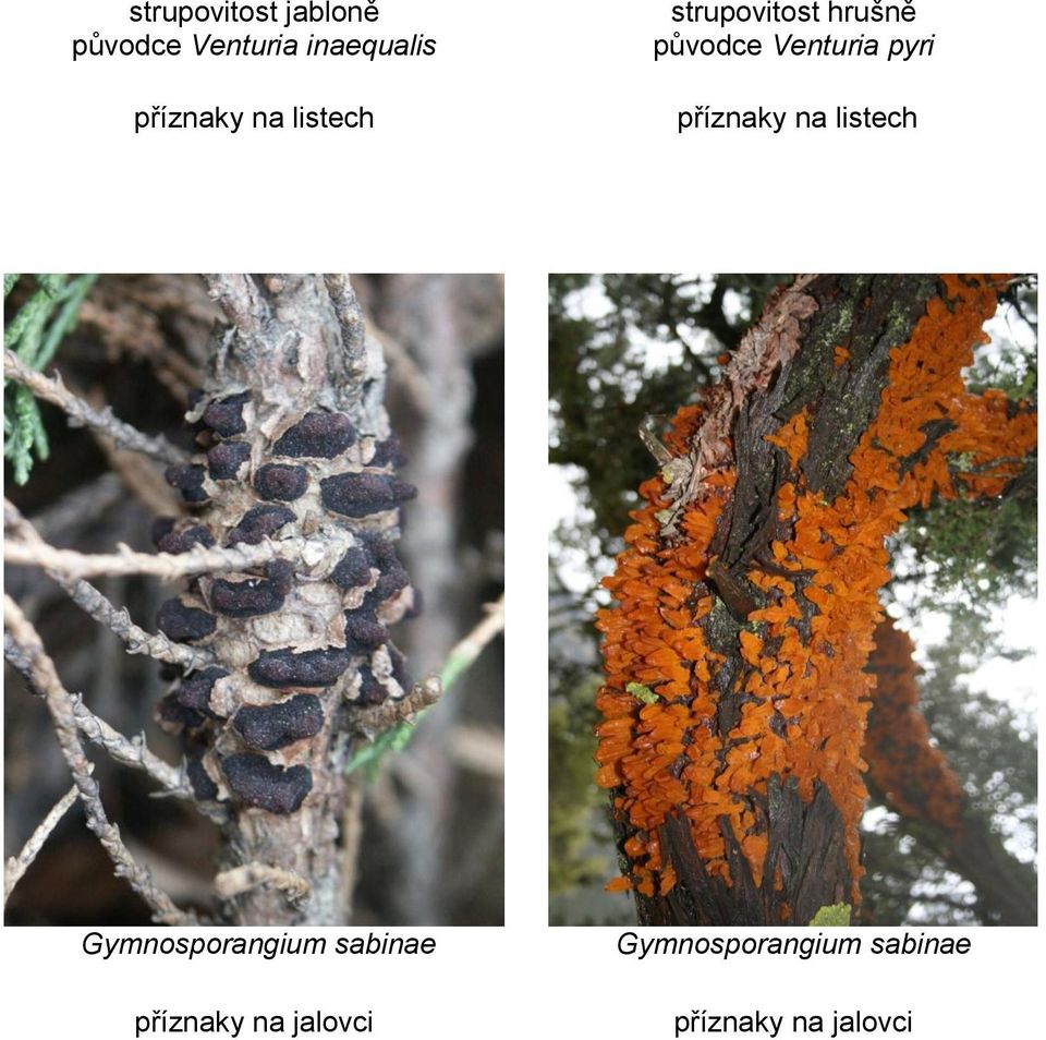 Venturia pyri příznaky na listech Gymnosporangium