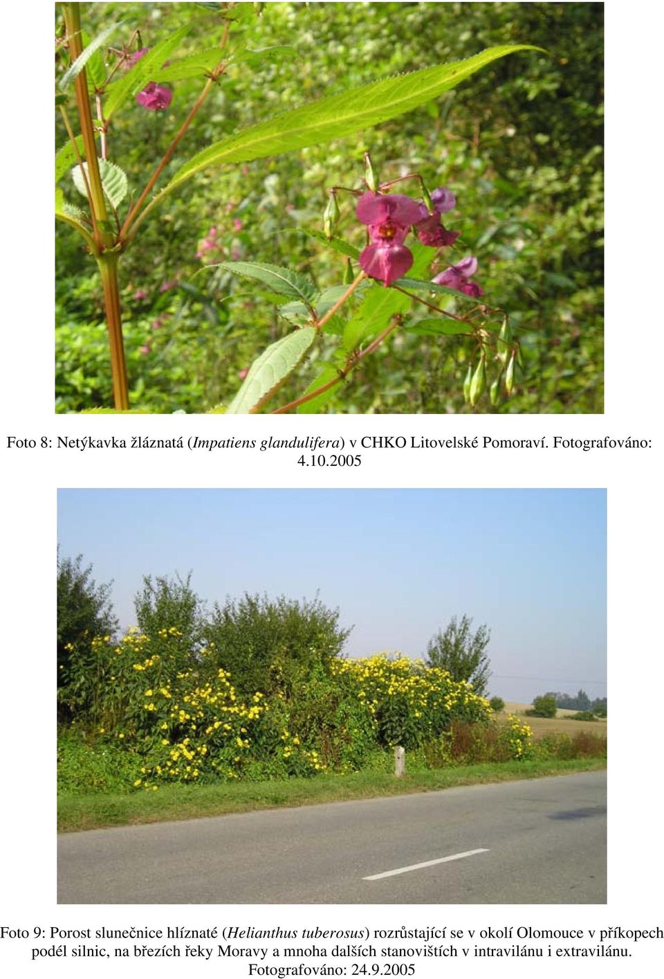 2005 Foto 9: Porost slunečnice hlíznaté (Helianthus tuberosus) rozrůstající se v