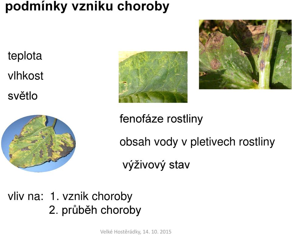 vody v pletivech rostliny výživový