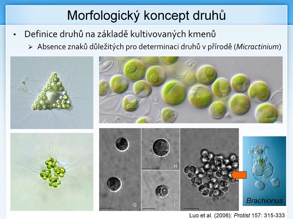 důležitých pro determinaci druhů v přírodě