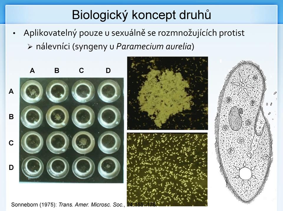 (syngeny u Paramecium aurelia) A B C D A B C D