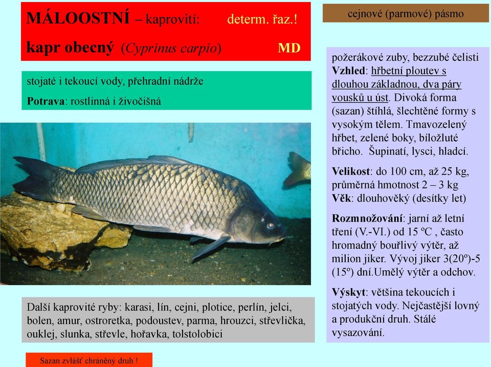 bolen, amur, ostroretka, podoustev, parma, hrouzci, střevlička, ouklej, slunka, střevle, hořavka, tolstolobici poţerákové zuby, bezzubé čelisti Vzhled: hřbetní ploutev s dlouhou základnou, dva páry