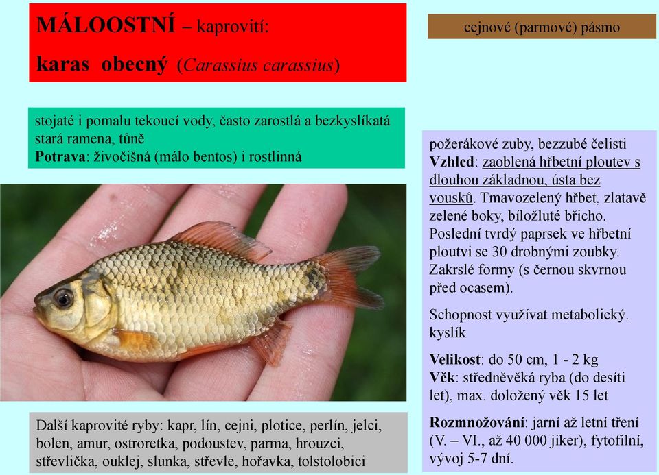 zuby, bezzubé čelisti Vzhled: zaoblená hřbetní ploutev s dlouhou základnou, ústa bez vousků. Tmavozelený hřbet, zlatavě zelené boky, bíloţluté břicho.