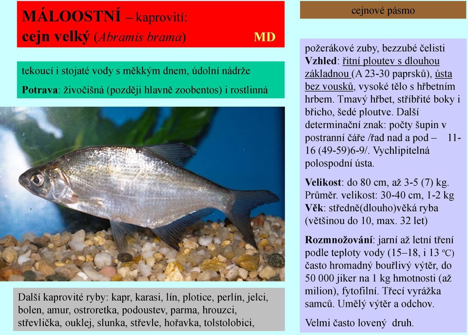 řitní ploutev s dlouhou základnou (A 23-30 paprsků), ústa bez vousků, vysoké tělo s hřbetním hrbem. Tmavý hřbet, stříbřité boky i břicho, šedé ploutve.