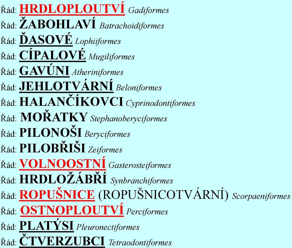 PILONOŠI Beryciformes Řád: PILOBŘIŠI Zeiformes Řád: VOLNOOSTNÍ Gasterosteiformes Řád: HRDLOŢÁBŘÍ Synbranchiformes Řád: