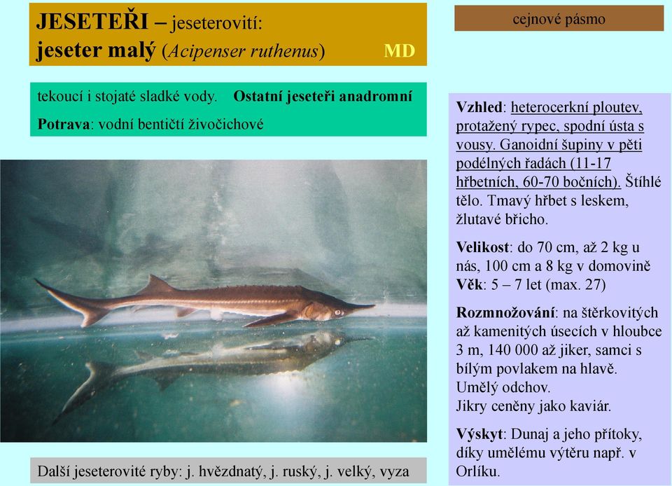 velký, vyza Vzhled: heterocerkní ploutev, protaţený rypec, spodní ústa s vousy. Ganoidní šupiny v pěti podélných řadách (11-17 hřbetních, 60-70 bočních). Štíhlé tělo.