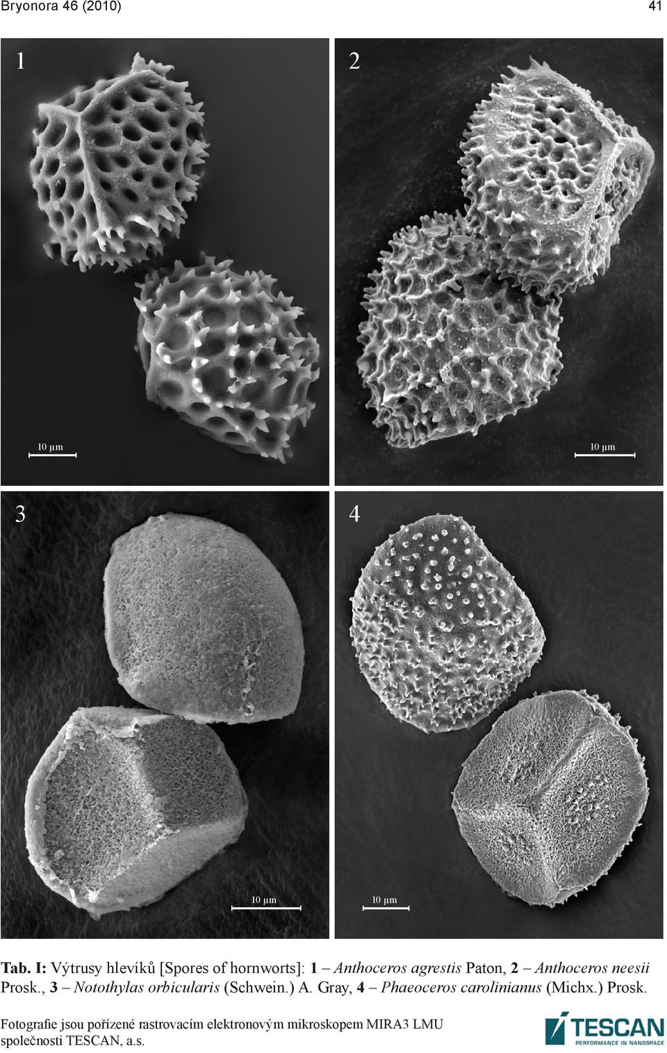 neesii Prosk., 3 Notothylas orbicularis (Schwein.) A.