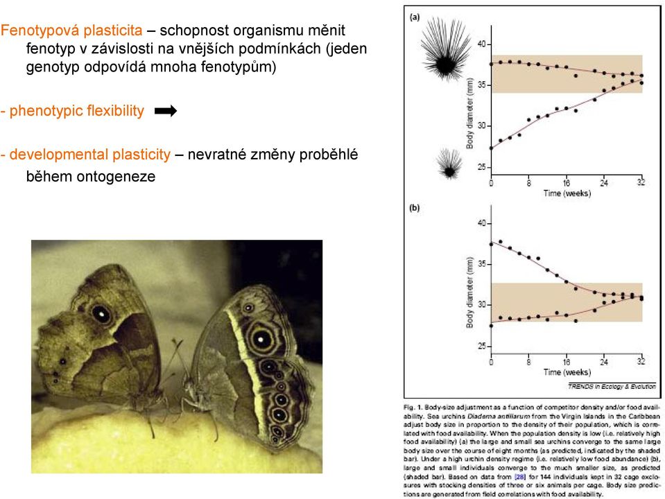 odpovídá mnoha fenotypům) - phenotypic flexibility -