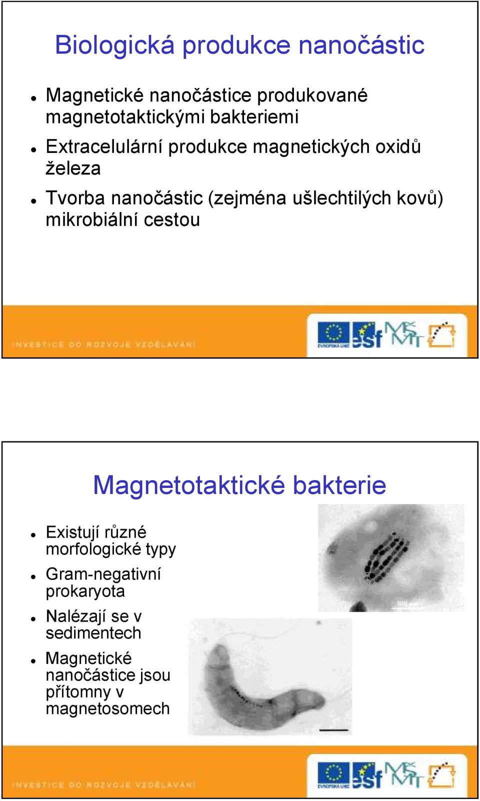 ušlechtilých kovů) mikrobiální cestou Magnetotaktické bakterie Existují různé morfologické