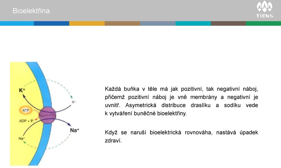 Asymetrická distribuce draslíku a sodíku vede k vytváření buněčné