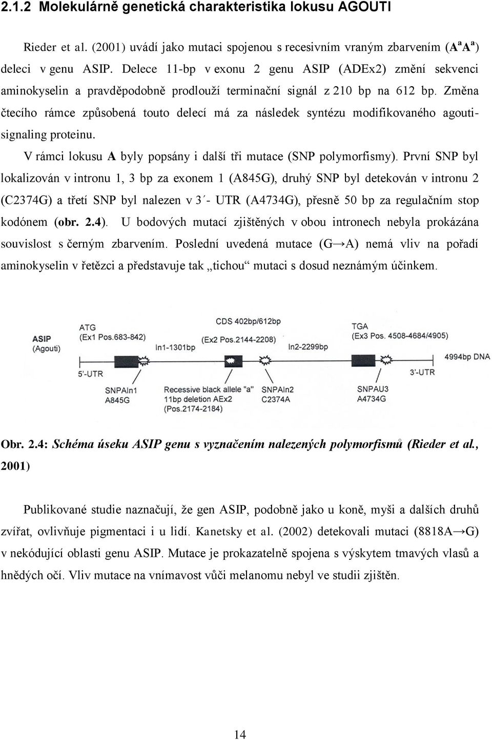 Změna čtecího rámce způsobená touto delecí má za následek syntézu modifikovaného agoutisignaling proteinu. V rámci lokusu A byly popsány i další tři mutace (SNP polymorfismy).