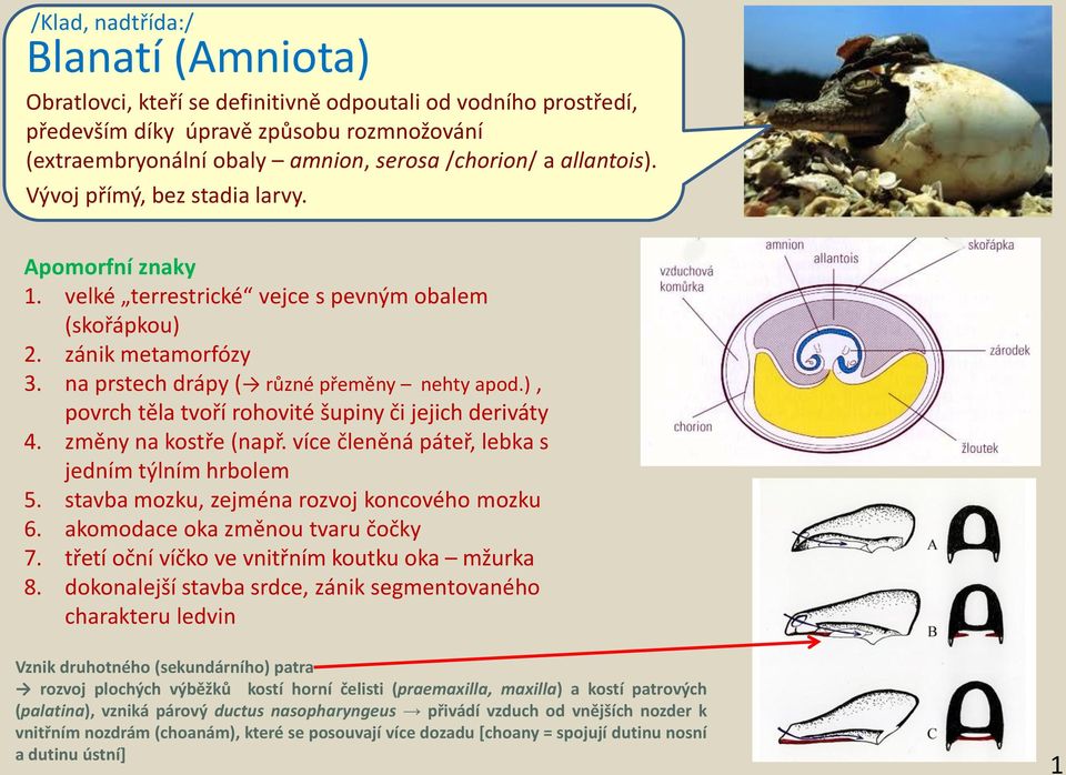 ), povrh těl tvoří rohovité šupiny či jejih deriváty 4. změny n kostře (npř. víe členěná páteř, lek s jedním týlním hrolem 5. stv mozku, zejmén rozvoj konového mozku 6. komode ok změnou tvru čočky 7.