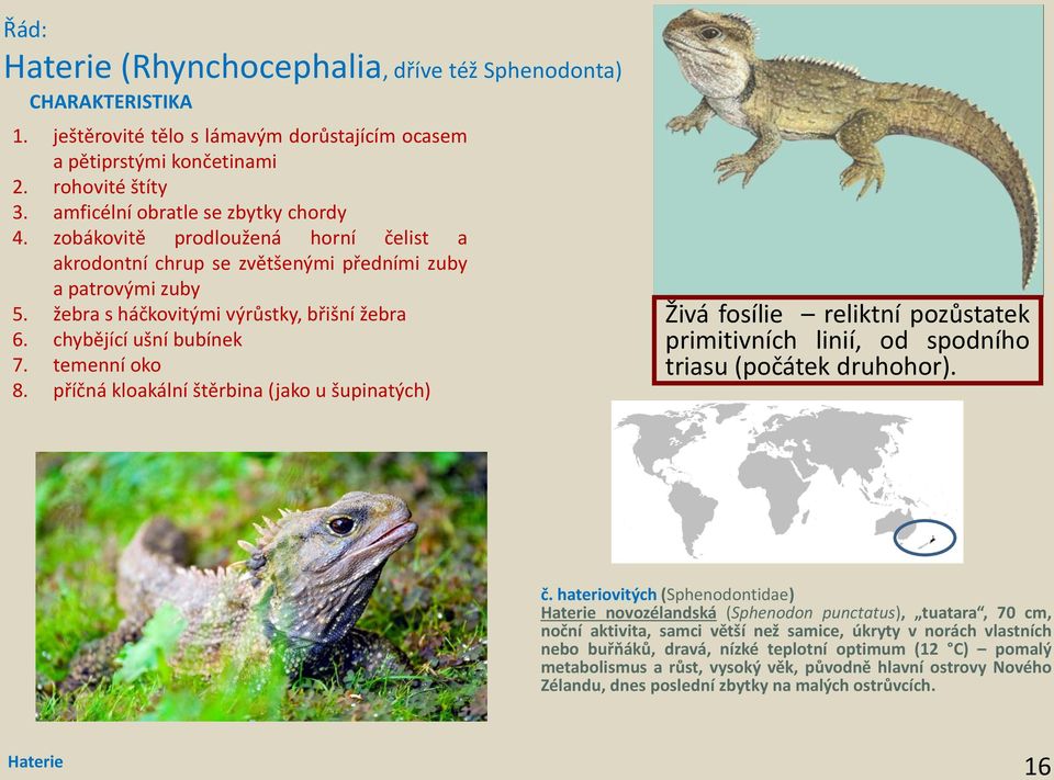 příčná klokální štěrin (jko u šupintýh) Živá fosílie reliktní pozůsttek primitivníh linií, od spodního trisu (počátek druhohor). č.