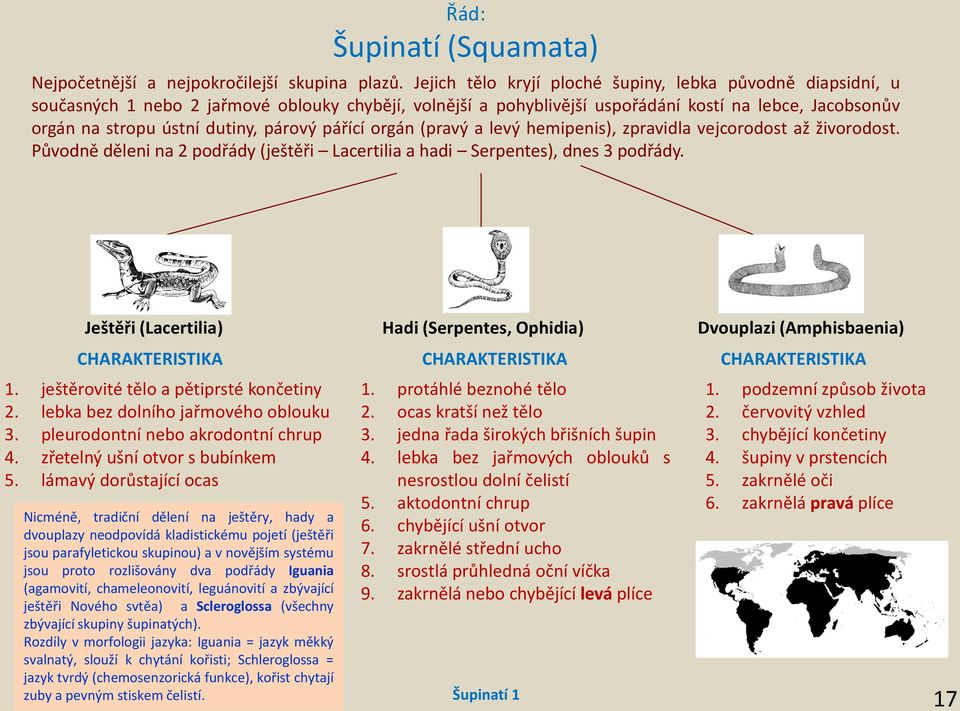 levý hemipenis), zprvidl vejorodost ž živorodost. Původně děleni n 2 podřády (ještěři Lertili hdi Serpentes), dnes 3 podřády. Ještěři (Lertili) CHARAKTERISTIKA CHARAKTERISTIKA CHARAKTERISTIKA 1.