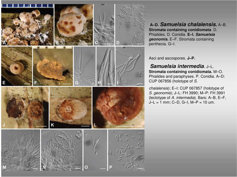 Stromata containing conidiomata. M O. Phialides and paraphyses. P. Conidia. A D: CUP 067856 (holotype of S.