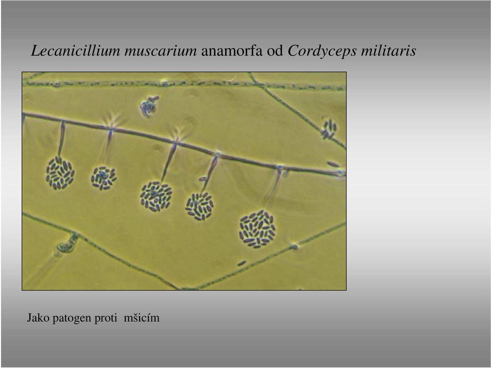 od Cordyceps